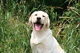 LABRADOR 1264